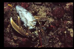 Found this Lobster when he was carrying the head of a con... by Andy Kutsch 